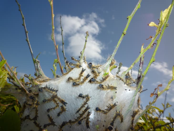 Web Worms, Bag Worms and Eastern Tent Caterpillars: What’s the ...