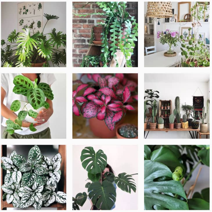 Best Plant Accounts to Follow on Instagram Apartment Therapy