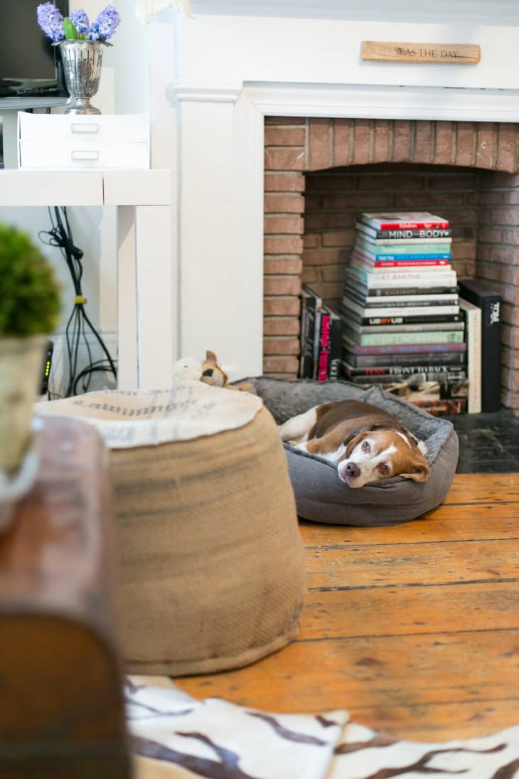 31 Good Apartment Dogs Best Dog Breeds for Small Homes Apartment