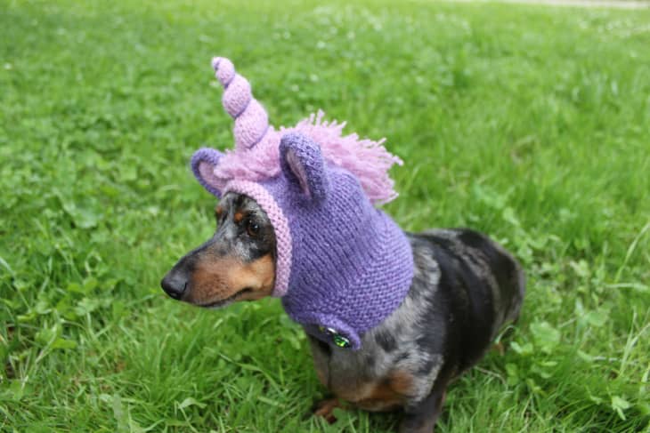 Unicorn sweater outlet for dogs