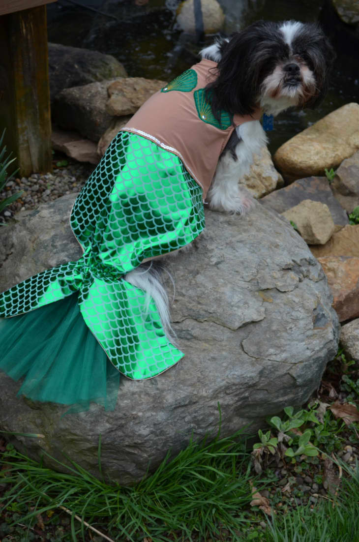 20 Great Cat & Dog Costumes From Etsy Apartment Therapy