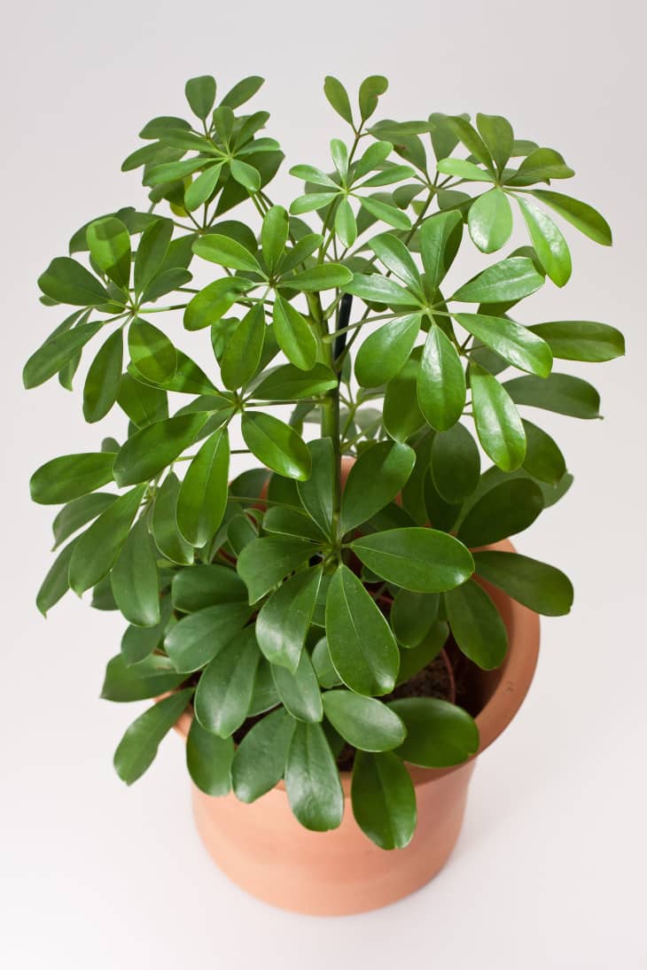 Umbrella Plant Care How to Grow Umbrella Plants Apartment Therapy