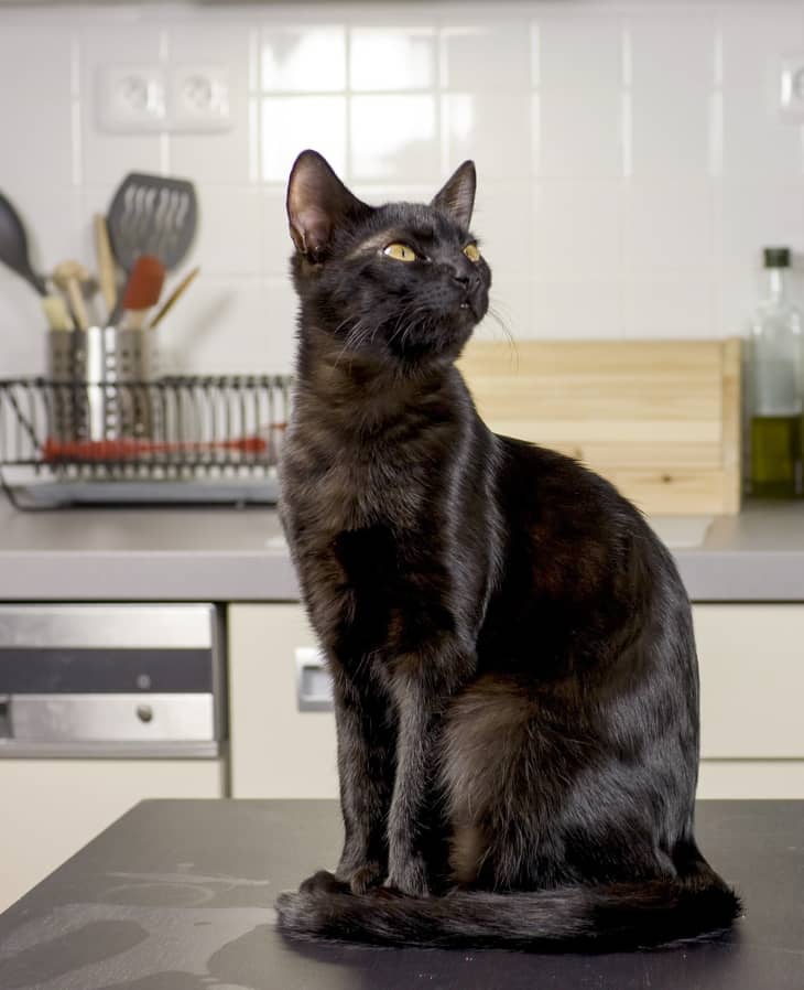 Cat jumping on outlet counter