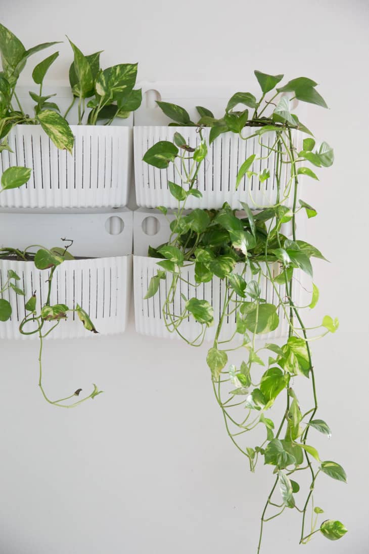 New Home Decor Plant Trend: The Pothos Plant | Apartment Therapy