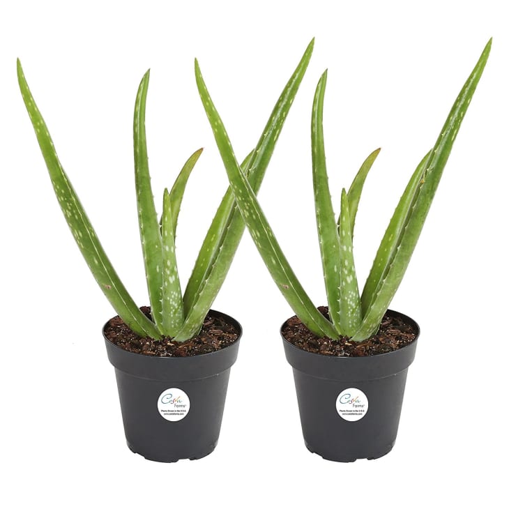 Aloe vera plant and cats Idea
