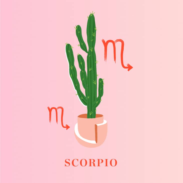 The Best Plants Based on Your Zodiac Sign The Kitchn