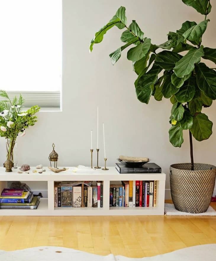 Happier Houseplants How To Keep Indoor Plants Healthy Apartment Therapy