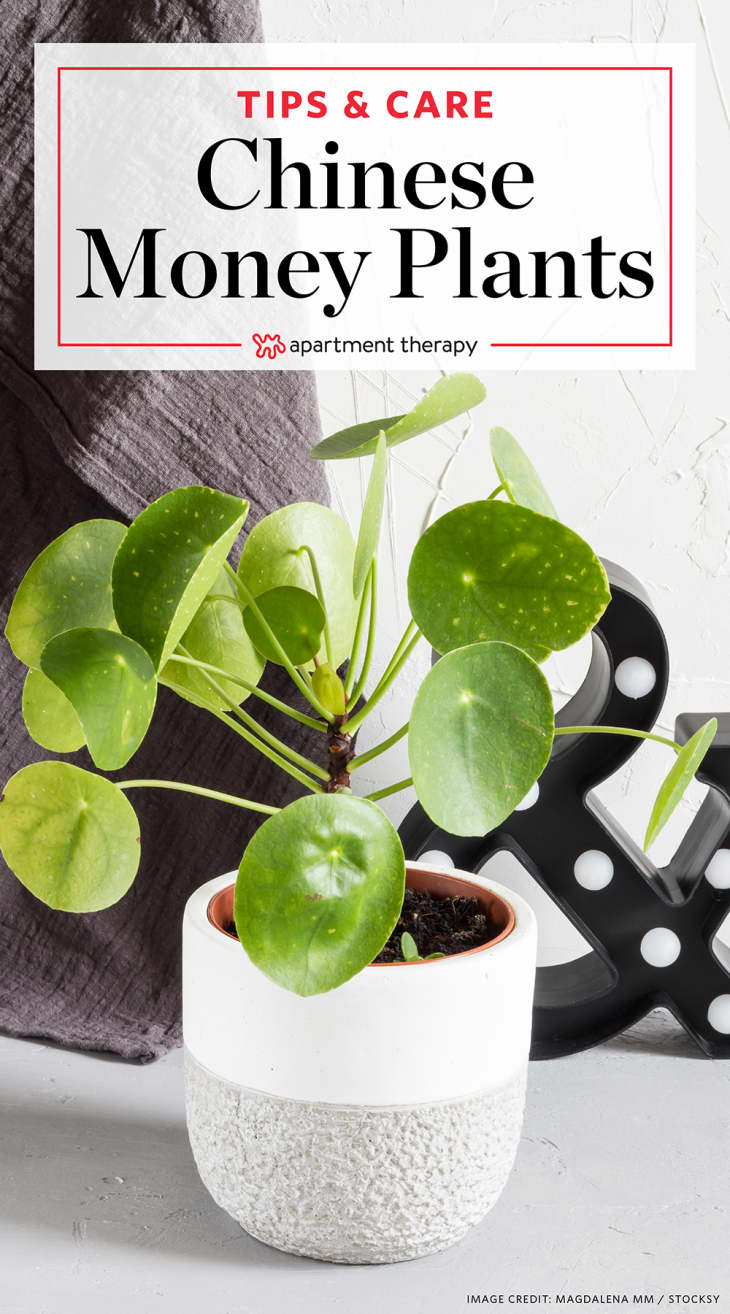 Chinese Money Plant Care How to Grow & Maintain Pilea Peperomioides