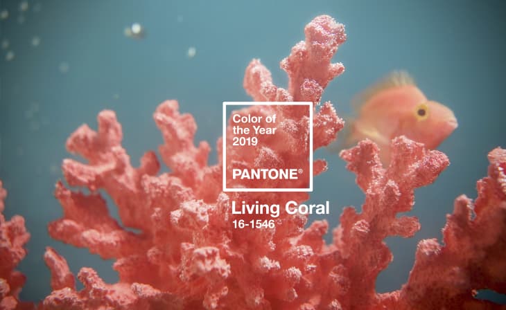 What Is The Color Of Year 2019