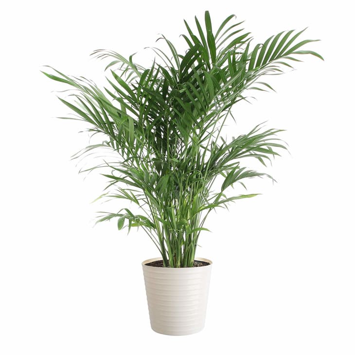 Amazon Plant Sale Air Plant, Succulent, Cactus Apartment Therapy