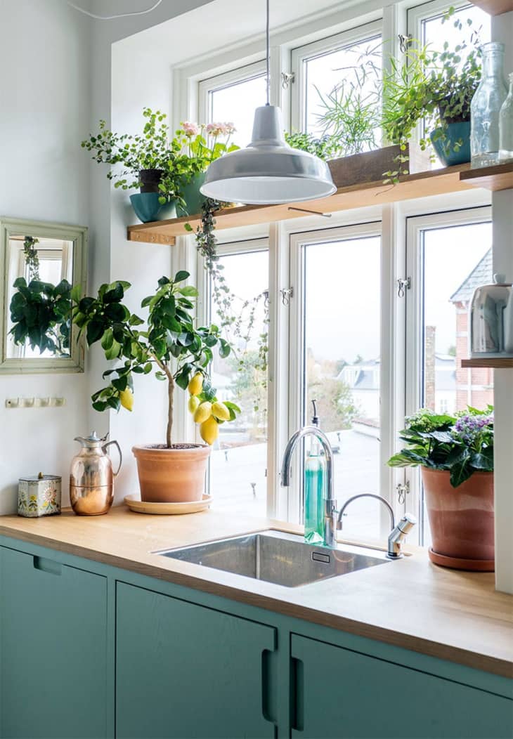 Plant shelf 2025 over kitchen sink