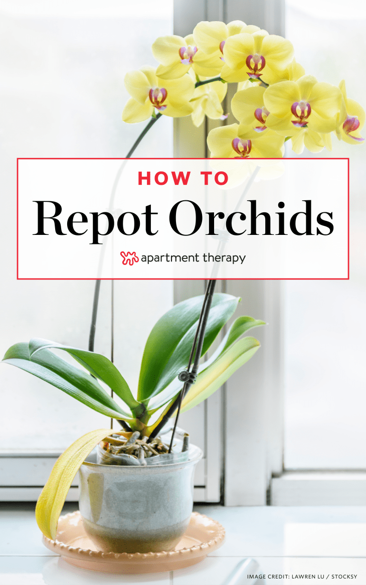 How To Repot an Orchid Apartment Therapy