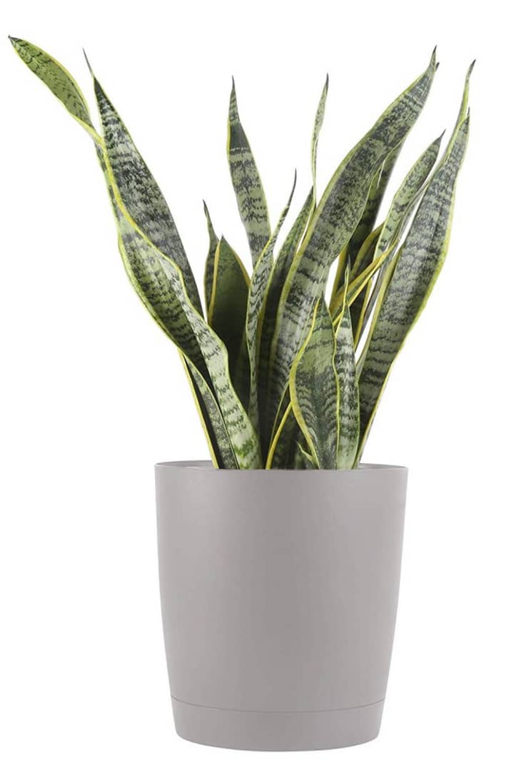 Shop Easy To Care For House Plants Amazon Home Deals May 2019