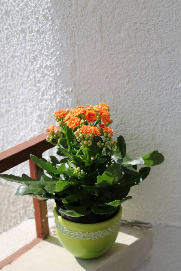 Kalanchoe Plant Care How to Grow & Maintain Kalanchoe Succulents Apartment Therapy
