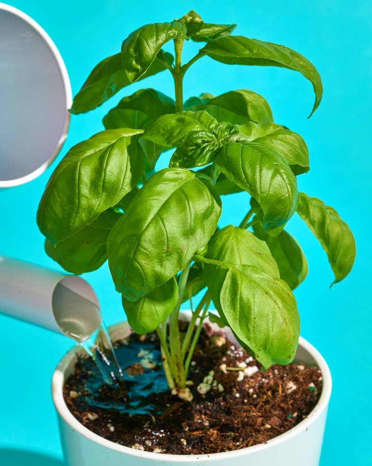 growing-basil-how-to-grow-basil-plants-in-your-garden