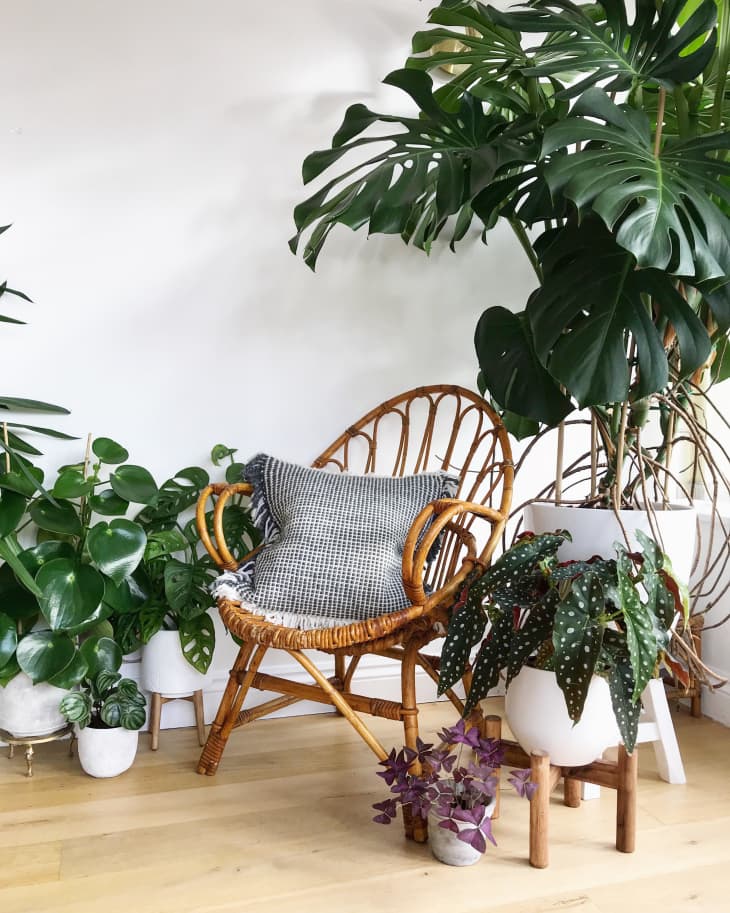 Plant-Filled Bohemian Decor Ideas in a UK Home Tour | Apartment Therapy