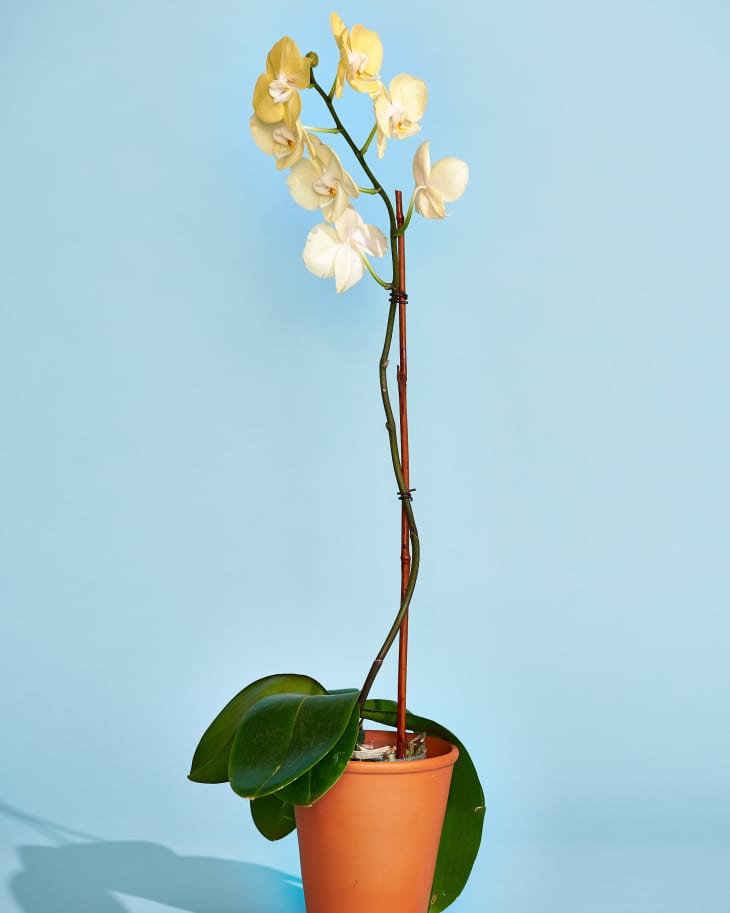 Orchid Plant Care - How to Grow & Maintain Orchids | Apartment Therapy What Happens If An Orchid Gets Too Cold