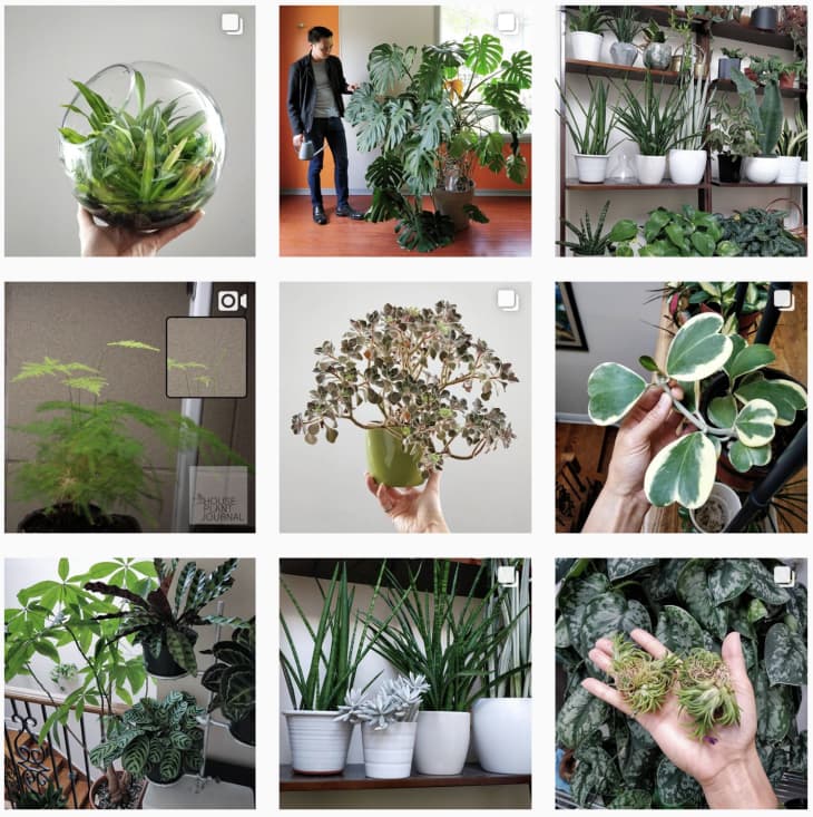 Best Plant Accounts To Follow On Instagram | Apartment Therapy