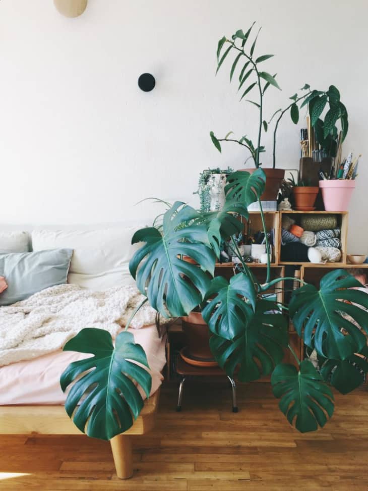 Plants to Replace the Fiddle Leaf Fig Tree | Apartment Therapy