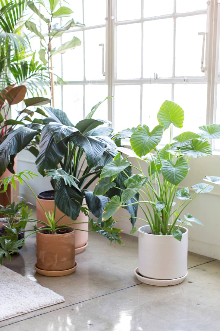 House Plants and Mental Health Benefits — How Plants Help My Anxiety
