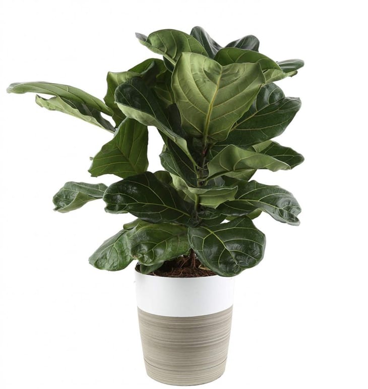 Shop Easy To Care For House Plants Amazon Home Deals May 2019 Apartment Therapy