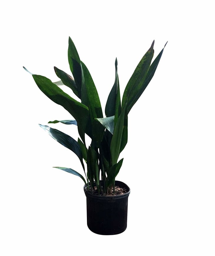 14 Best Office Plants Easy Plants to Keep on Your Desk Apartment