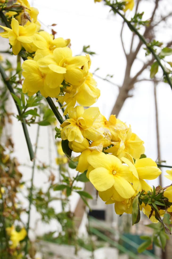 The Most Beautiful Winter Flowers for Your Home Apartment Therapy