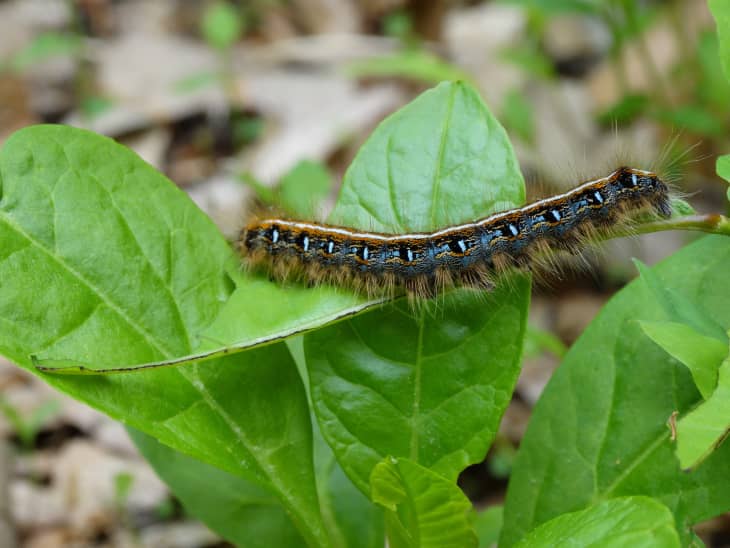 Web Worms, Bag Worms and Eastern Tent Caterpillars: What’s the ...