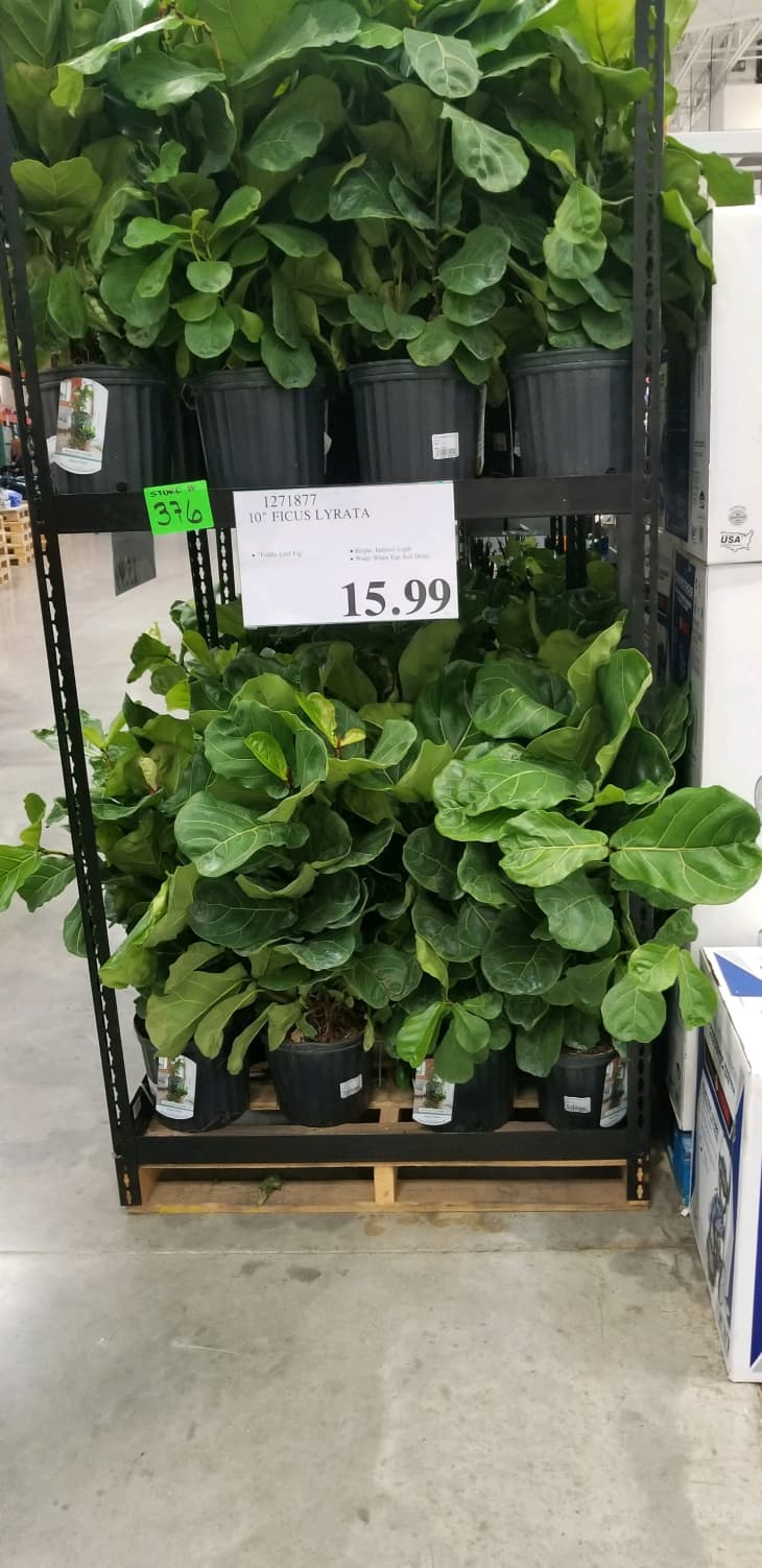 Costco Cheap Fiddle Leaf Fig Deals Apartment Therapy