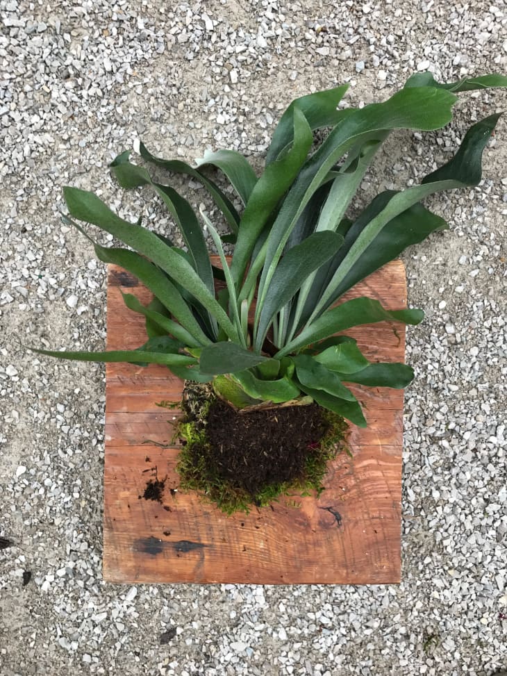 How To Mount a Staghorn Fern Apartment Therapy