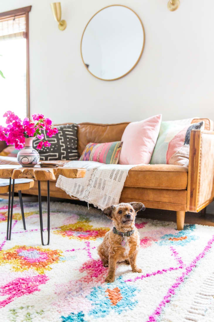 Cute Cats and Dogs in Beautifully Decorated Rooms Apartment Therapy