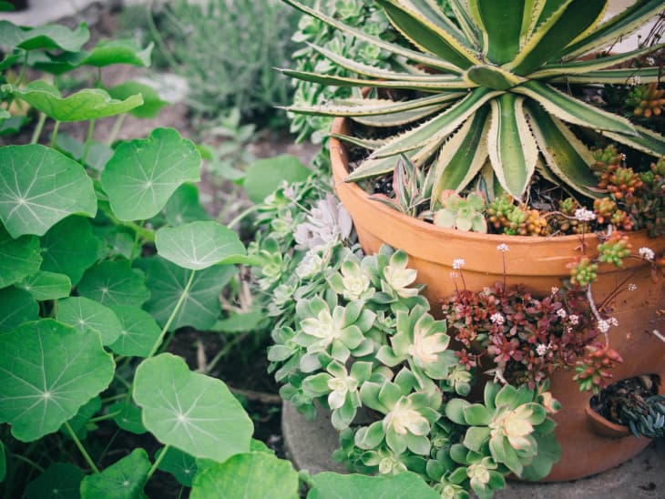 The Fun Part Choosing the Right Plants for Your Space and