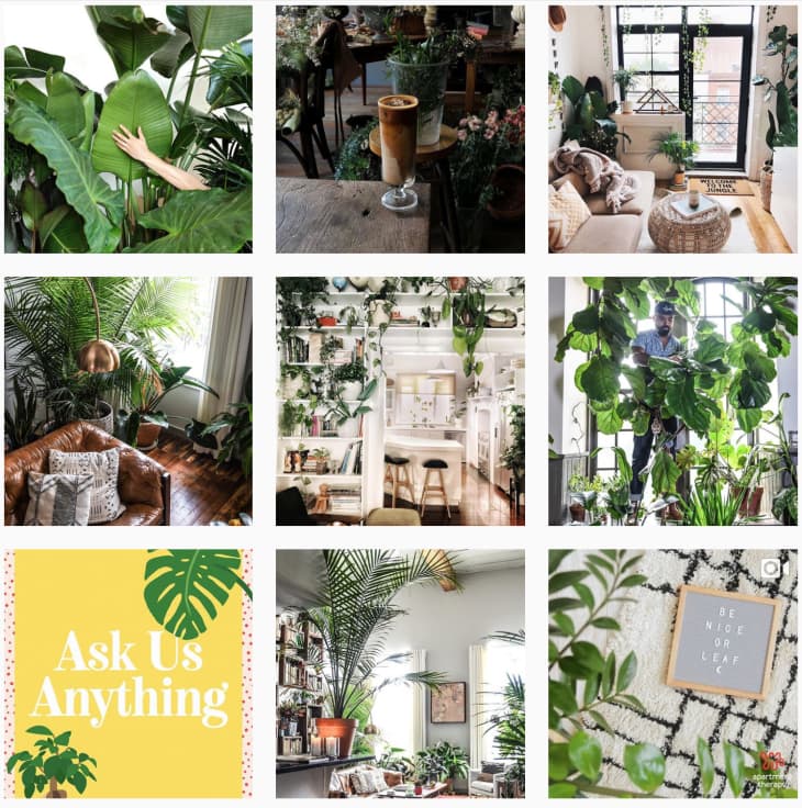Best Plant Accounts to Follow on Instagram Apartment Therapy