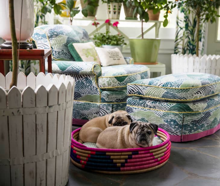 Cute Cats and Dogs in Beautifully Decorated Rooms Apartment Therapy