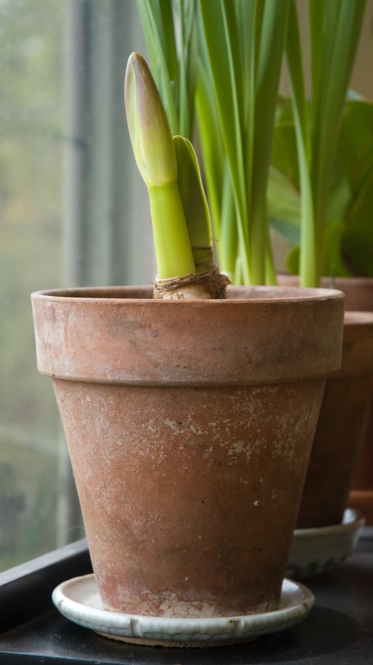 How to Force Bulbs Guide to Forcing Bulbs Indoors Apartment Therapy