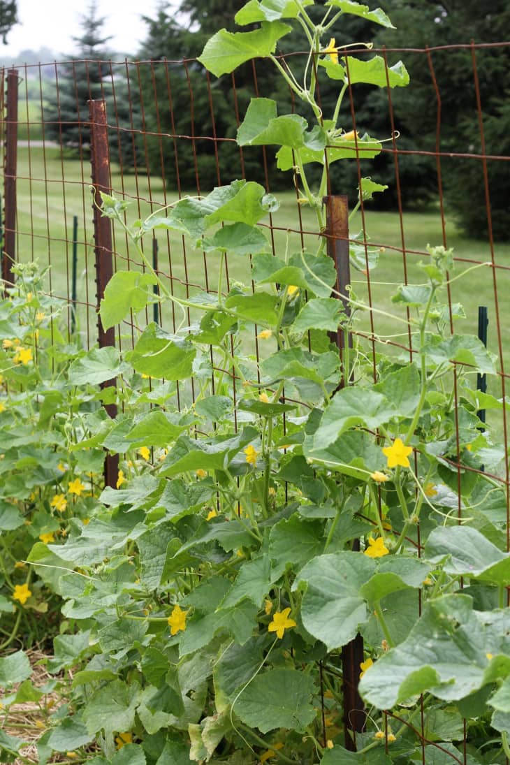 How To Grow Cucumbers | Apartment Therapy