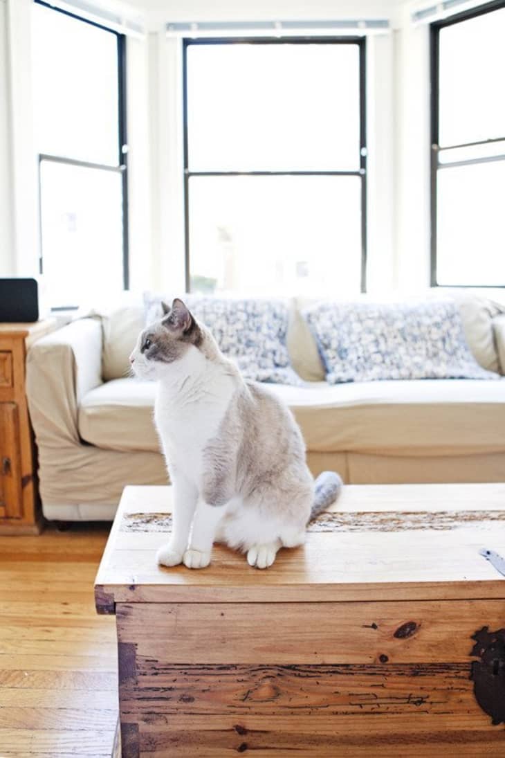 11-ways-to-get-rid-of-pet-smells-how-to-control-pet-odors-apartment