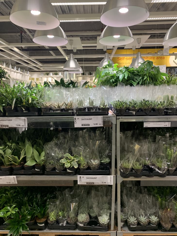Everything to Know About IKEA's Plant Department Apartment Therapy