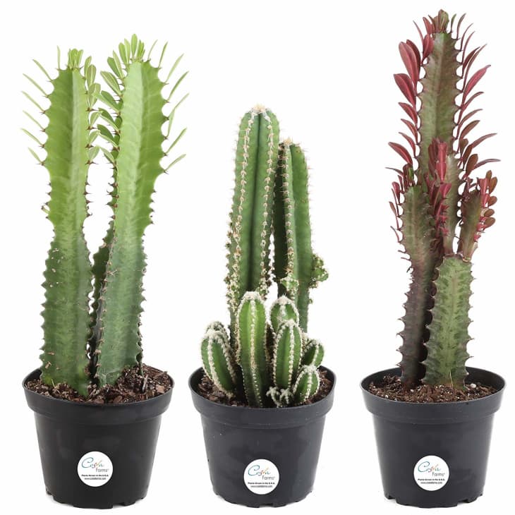 Amazon Plant Sale Air Plant, Succulent, Cactus Apartment Therapy