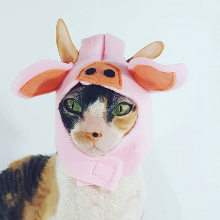 20 Great Cat & Dog Costumes From Etsy Apartment Therapy
