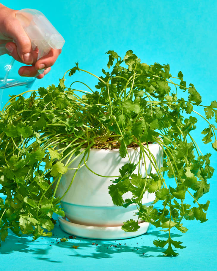 Fresh cilantro growing in water indoors