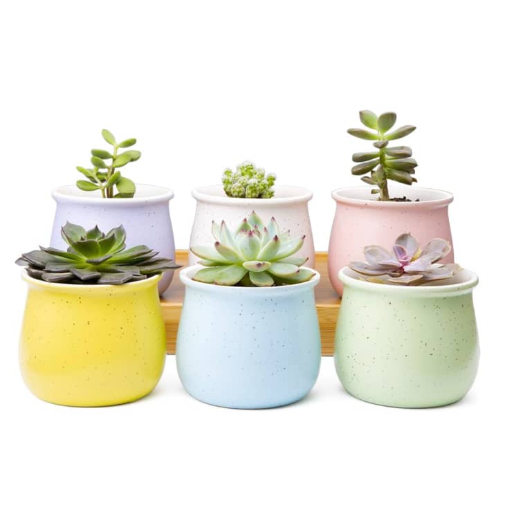Shop Amazon Planters - Indoor & Outdoor Planters | Apartment Therapy