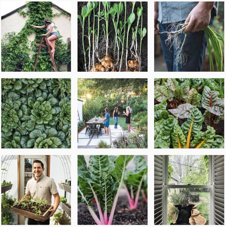 Best Plant Accounts to Follow on Instagram Apartment Therapy