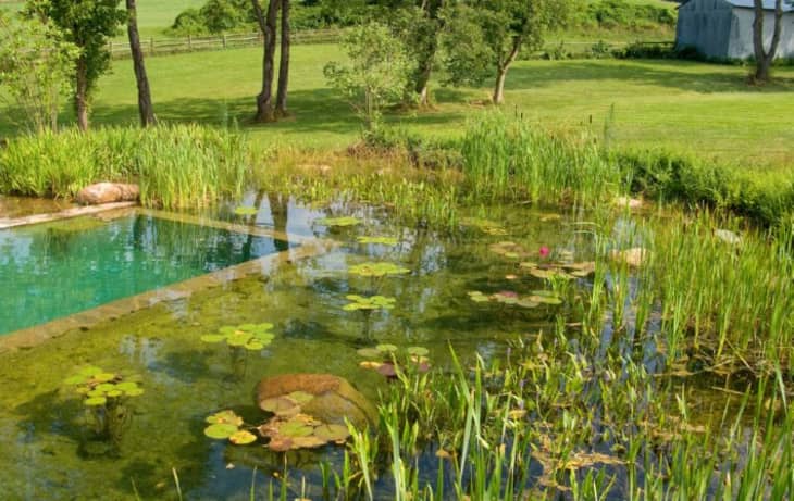 Natural, Green Swimming Pools: Info, Tips & Ideas | Apartment Therapy