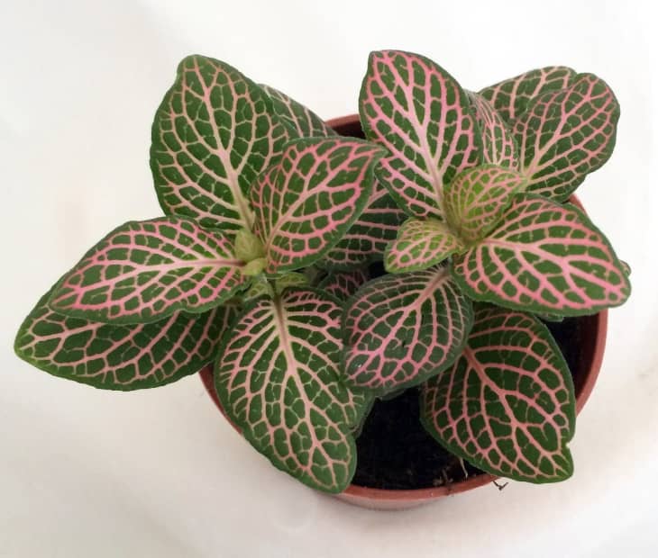 pink and green leafed house plant