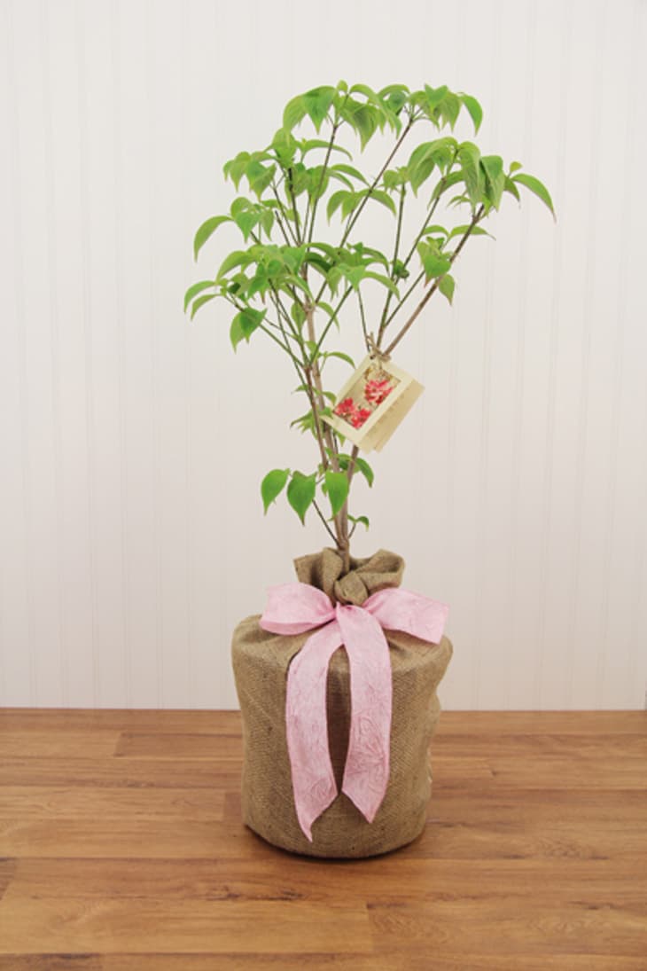 Mother's Day Gift Ideas for the Mom Who Says She Wants Nothing