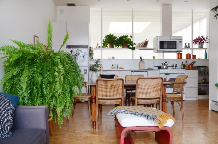 5 Tips for Adding Plants to Your Kitchen Design | The Kitchn