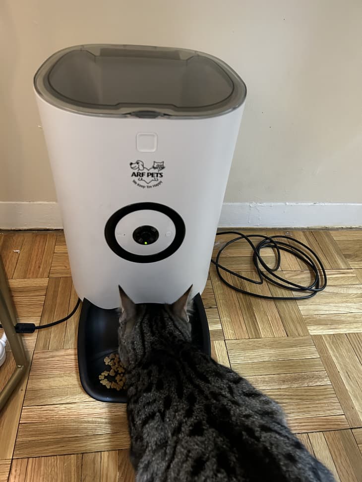 Arf pet automatic sales feeder