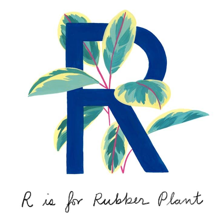 The Complete Guide to Common Houseplants | Apartment Therapy