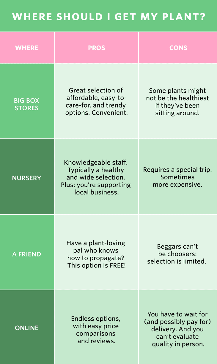 How to Take Care of Plants Apartment Therapy